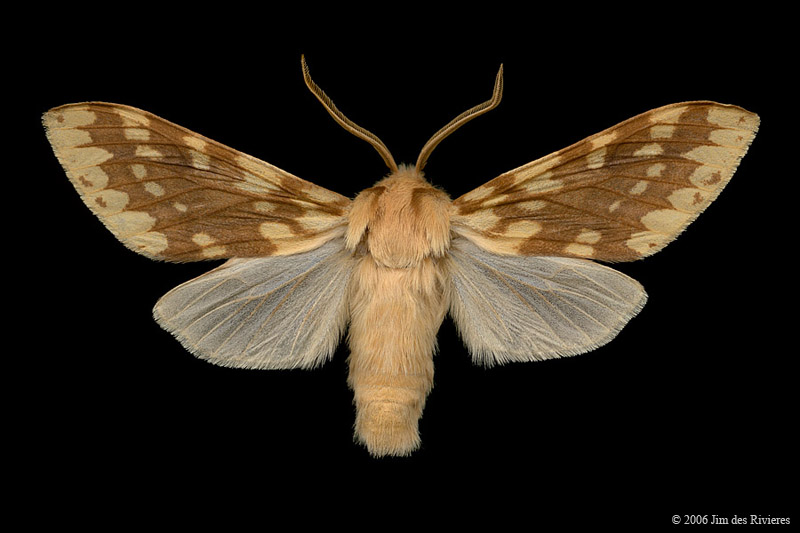 08214-lophocampa-maculata-A