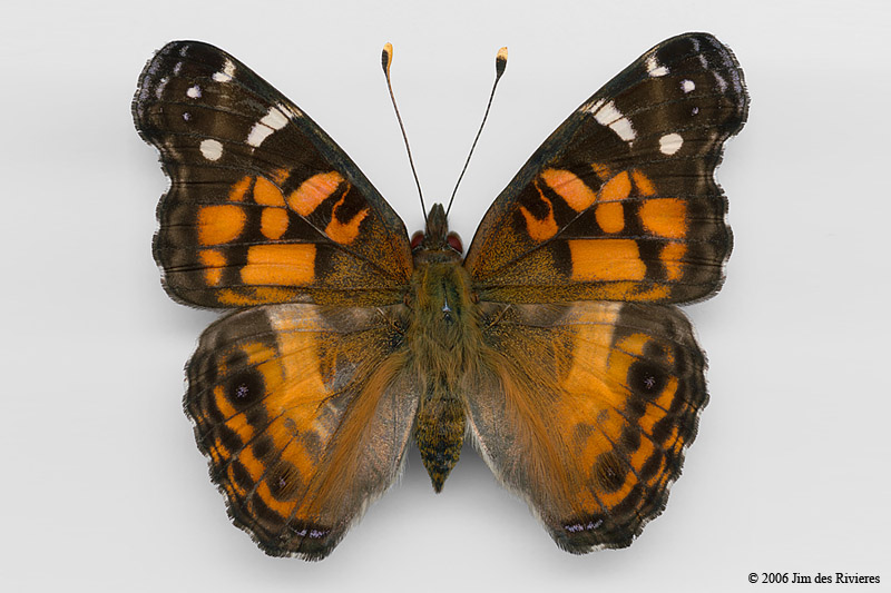 04434-vanessa-virginiensis-A