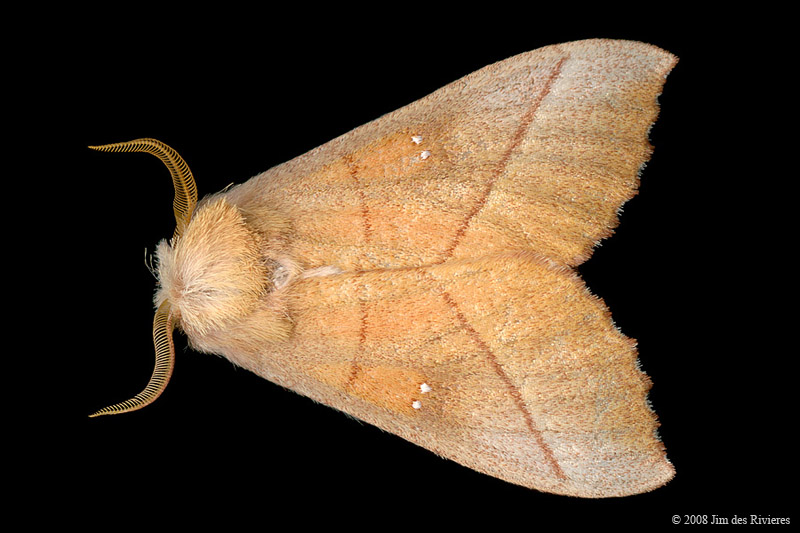 07915-nadata-gibbosa-A2