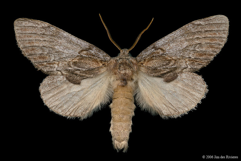 07919-peridea-basitriens-A