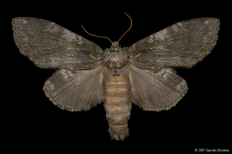 07920-peridea-angulosa-A