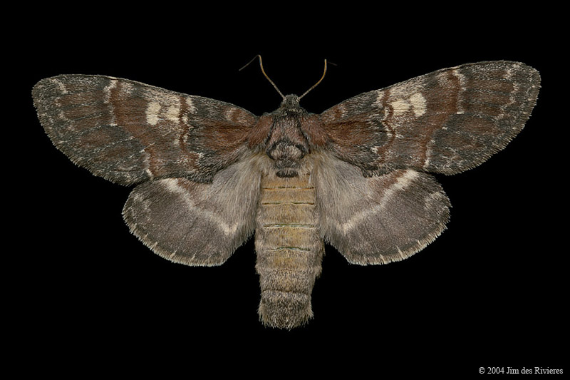 07921-peridea-ferruginea-A