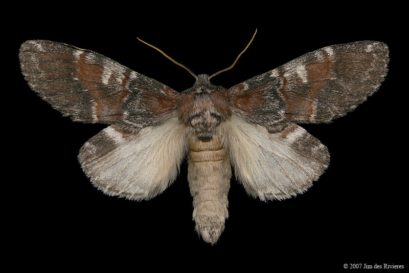 07921-peridea-ferruginea-A2