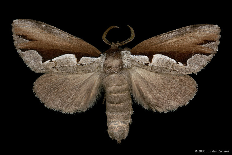 07929-nerice-bidentata-A