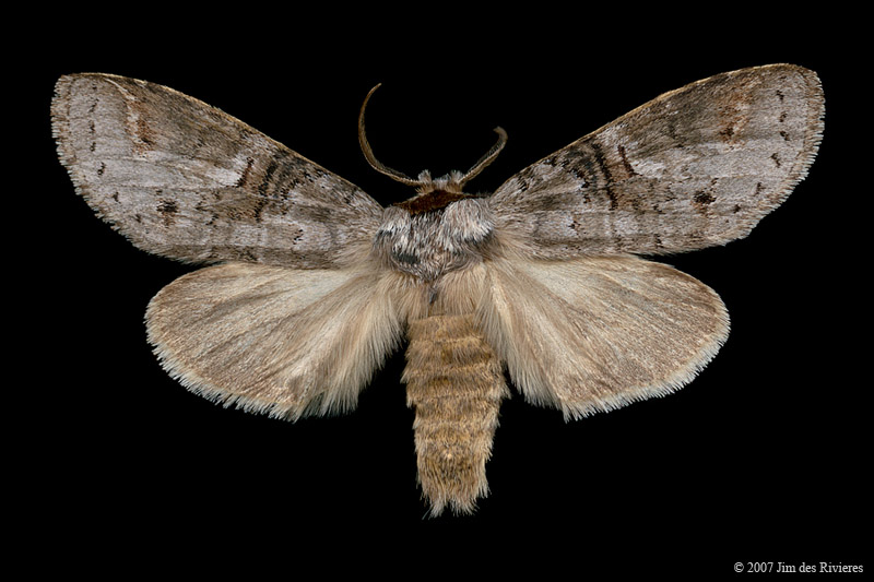 07930-ellida-caniplaga-A