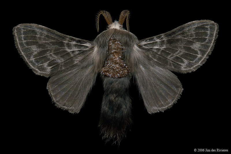 07673-tolype-laricis-A