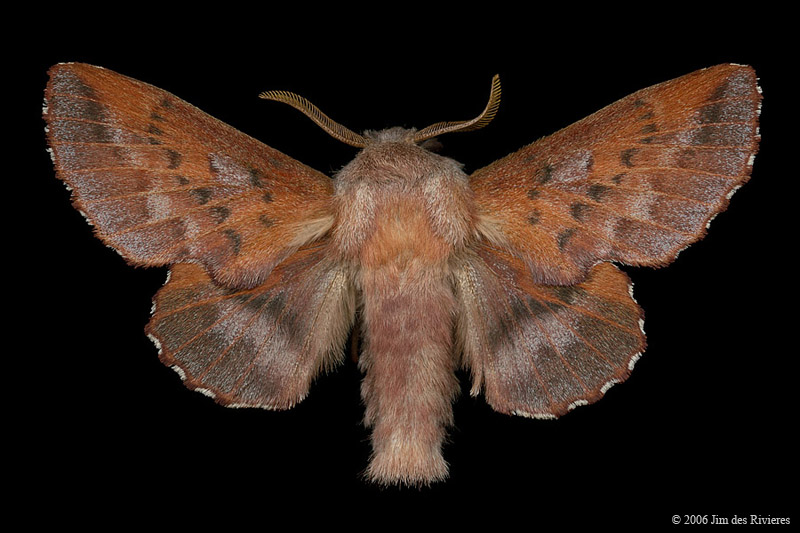 07687-phyllodesma-americana-A