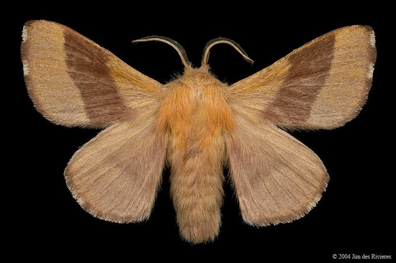 07698-malacosoma-disstria-A