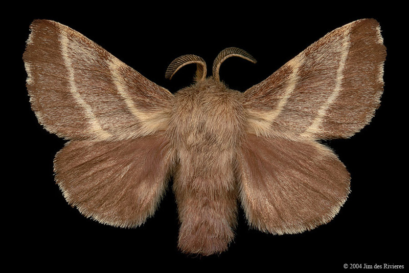 07701-malacosoma-americanum-A