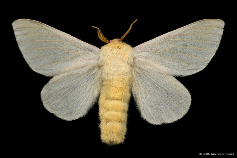 07715-dryocampa-rubicunda-A