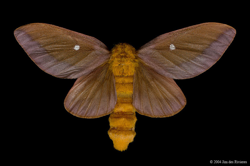 07723-anisota-virginiensis-A