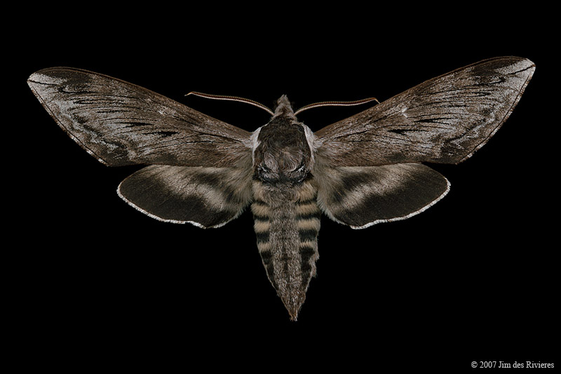 07810-sphinx-poecila-A2