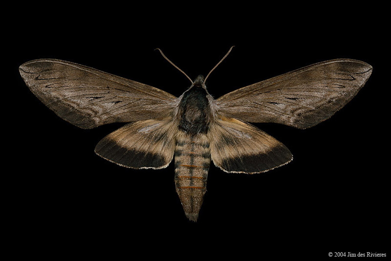 07811-sphinx-luscitiosa-A