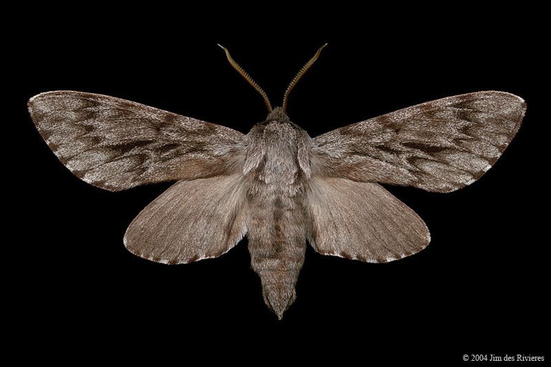 07817-lapara-bombycoides-A