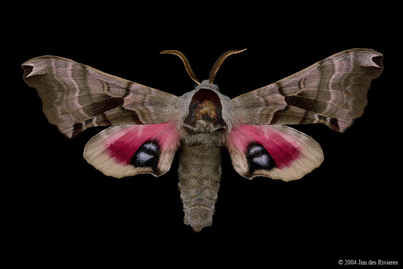 07821-smerinthus-jamaicensis-A