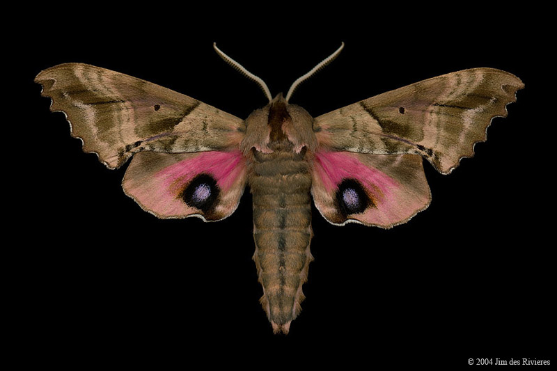 07824-paonias-excaecatus-A