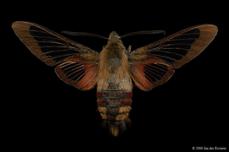 07853-hemaris-thysbe-A