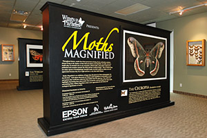 Moths
                    Magnified exhibit at Wings of Paradise, May 2007