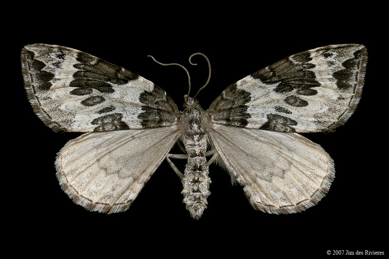 07206-eulithis-explanata-A