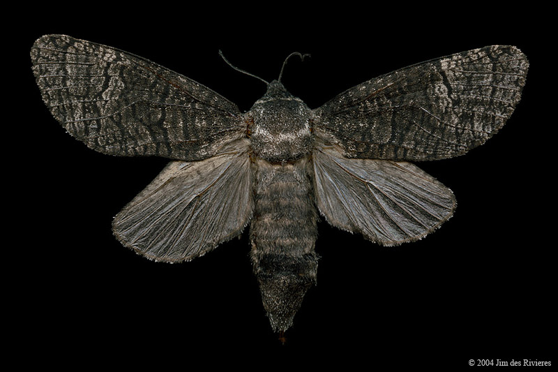 02694-prionoxystus-macmurtrei-A