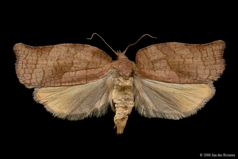 03658-archips-purpurana-A
