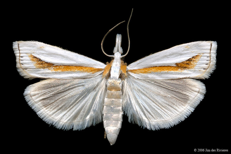 05365-crambus-girardellus-A