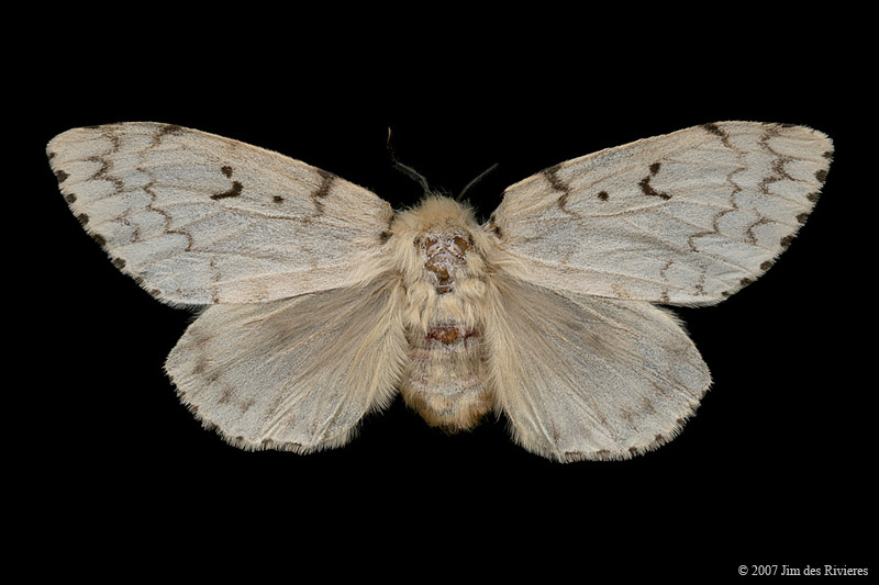 08318-lymantria-dispar-A2