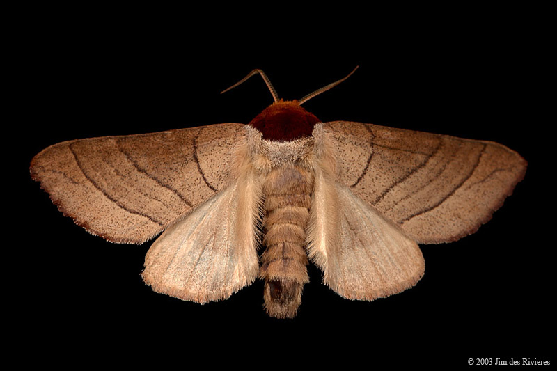 07902-datana-ministra-A