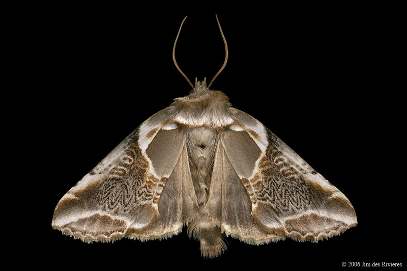 06235-habrosyne-scripta-A2